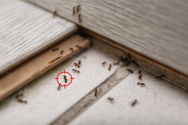 Best Commercial Pest Control Services  in Elmsford, NY
