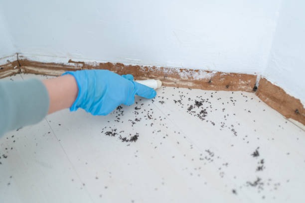 Best Local Pest Control Services  in Elmsford, NY